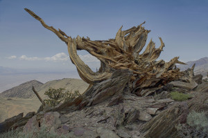 Uprooted Bristlecone Pine*_3478