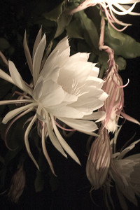 Cereus #6  Bloom